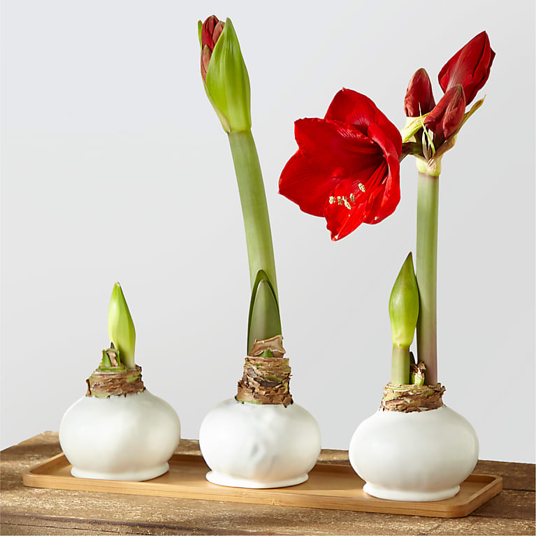 Holiday Waxed Bulb Amaryllis Trio