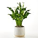 Classic White Calla Lily