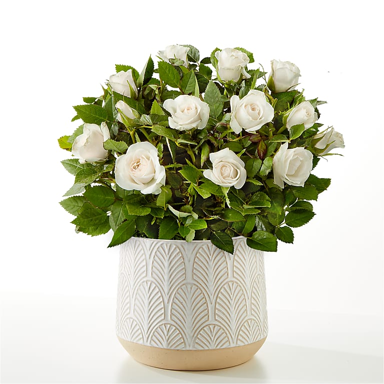 Pure and True White Roses