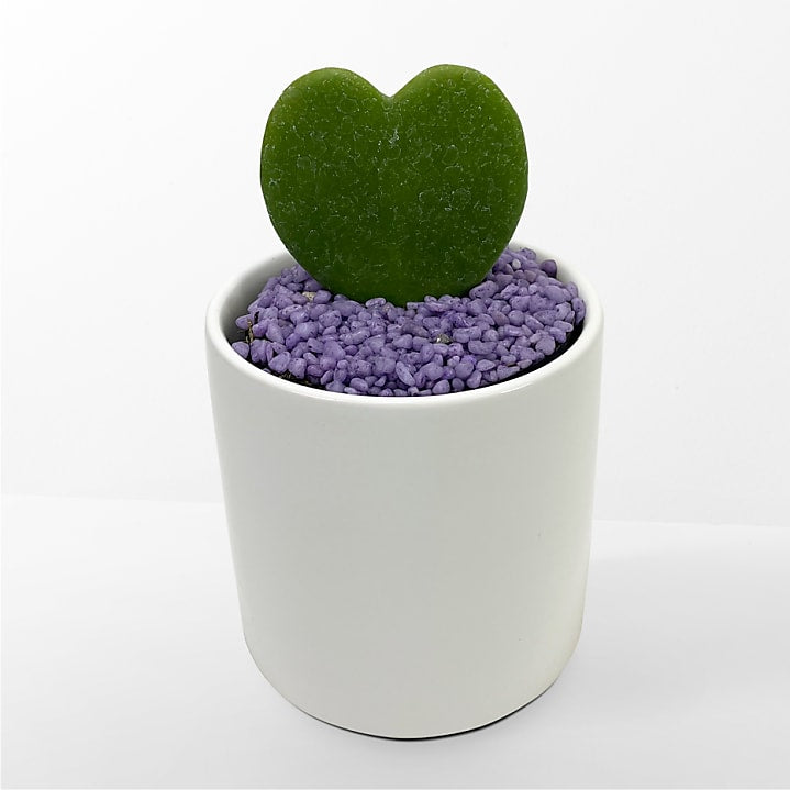 product image for Sweetheart Hoya Succulent