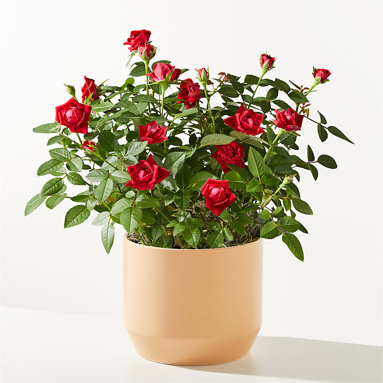 Red Mini Rose Plant