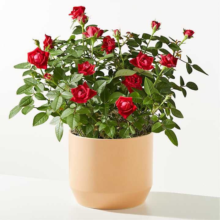 product image for Red Mini Rose Plant