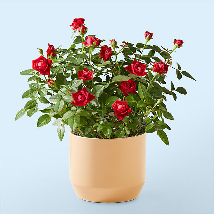 Red Mini Rose Plant