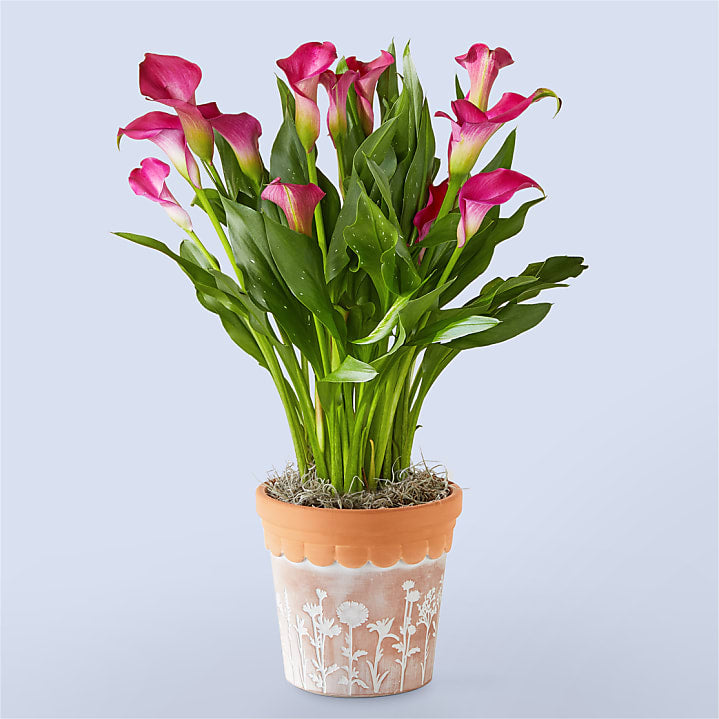 product image for Perfectly Pink Calla Lily Plant