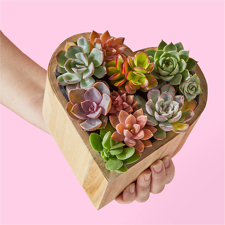 My Heart Succulent Garden