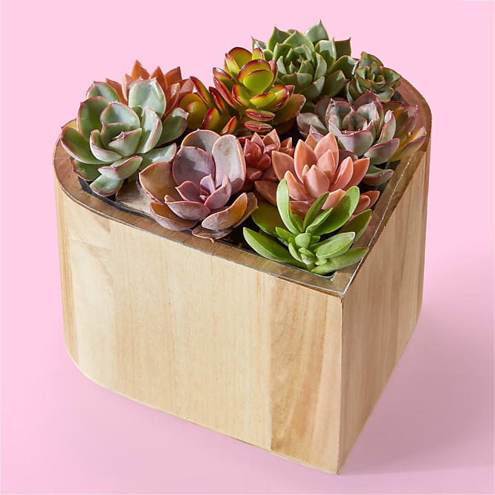 product image for My Heart Succulent Garden