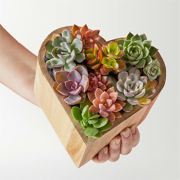 My Heart Succulent Garden