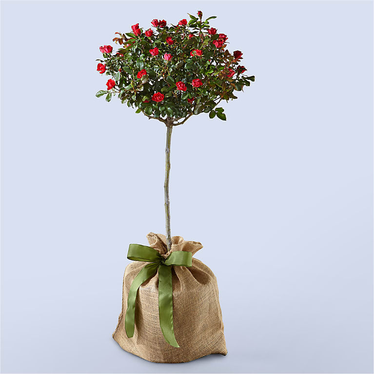 Dwarf Rose Topiary Plant