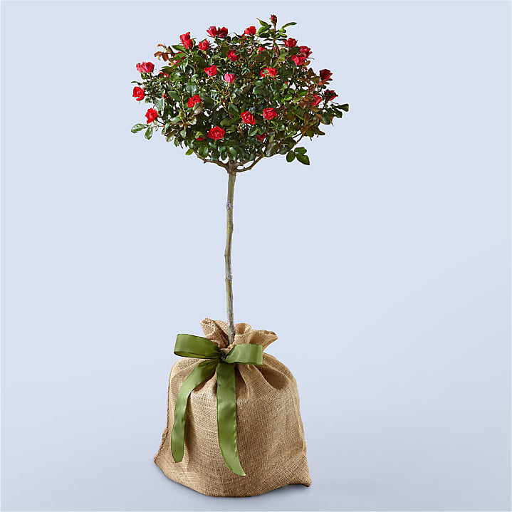 product image for Dwarf Rose Topiary Plant