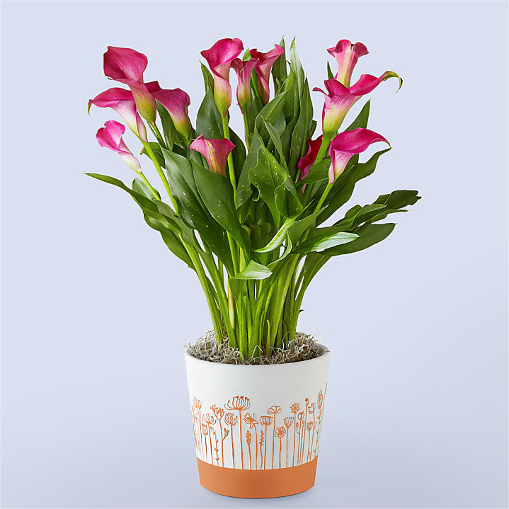 product image for Pretty in Pink Calla Lily Plant
