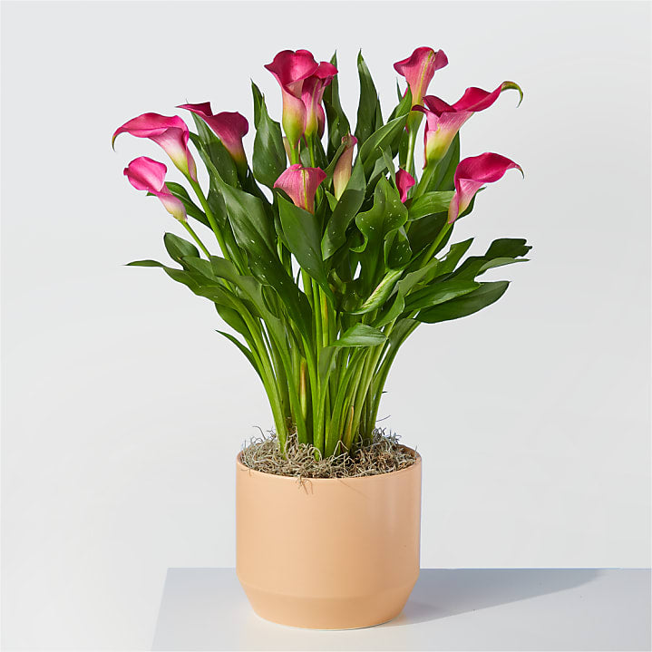 product image for My Darling Pink Calla Lily Plant