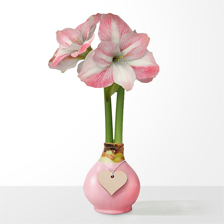 product image for Pink Heart Waxed Amaryllis Bulb