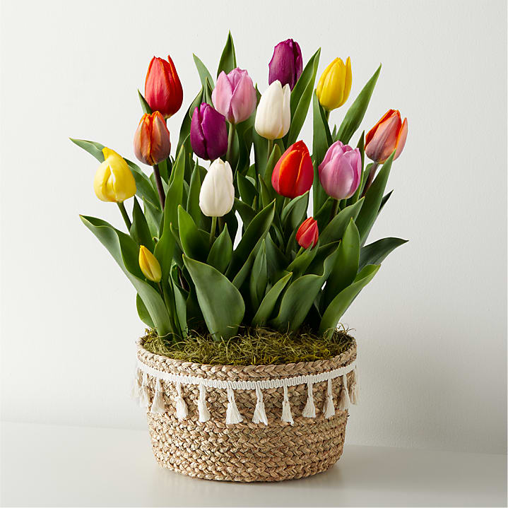 product image for Rainbow Tulip Bulb Garden