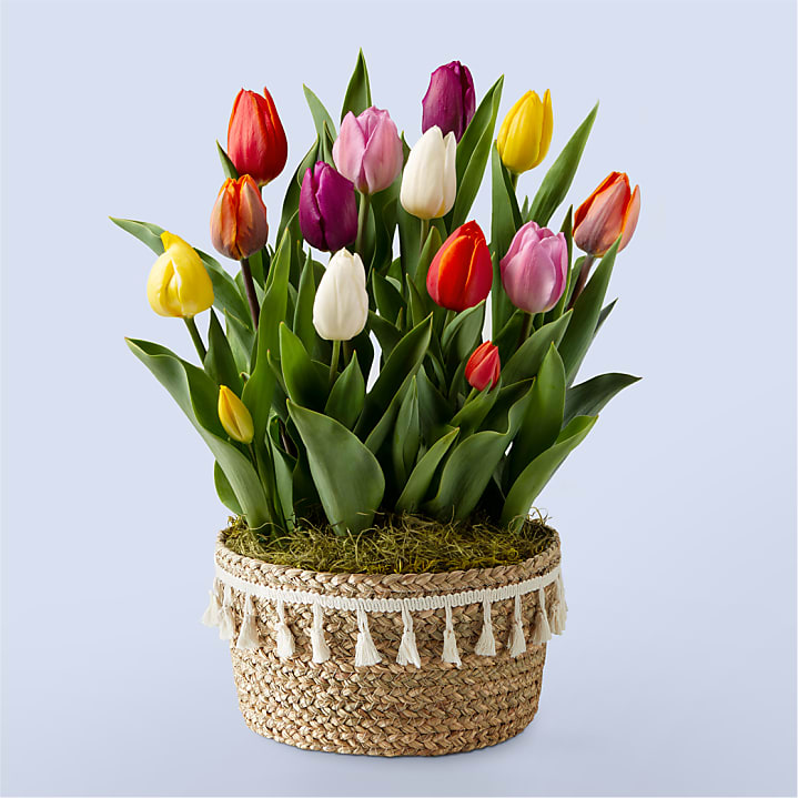 product image for Rainbow Tulip Bulb Garden