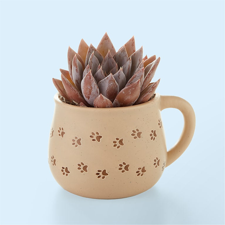 Pawprint Mug with Succulent