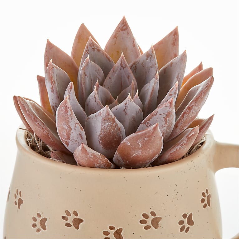 Pawprint Mug with Succulent
