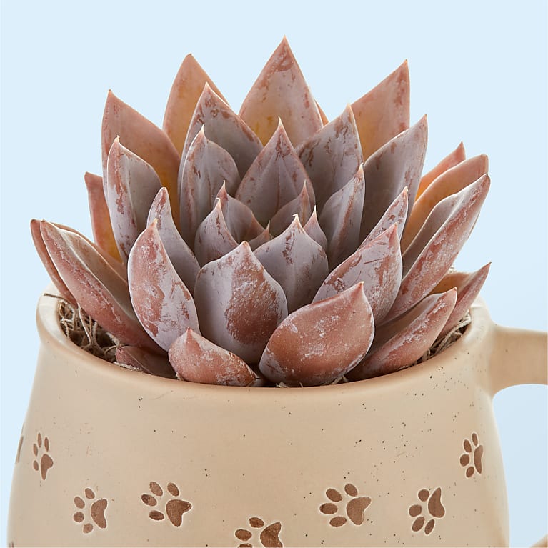 Pawprint Mug with Succulent