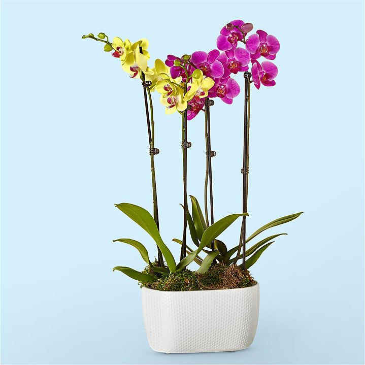 product image for Purple & Yellow Orchid Garden