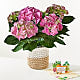 Pink Hydrangea Plant & Happy Birthday Lovepop® Pop-Up Card