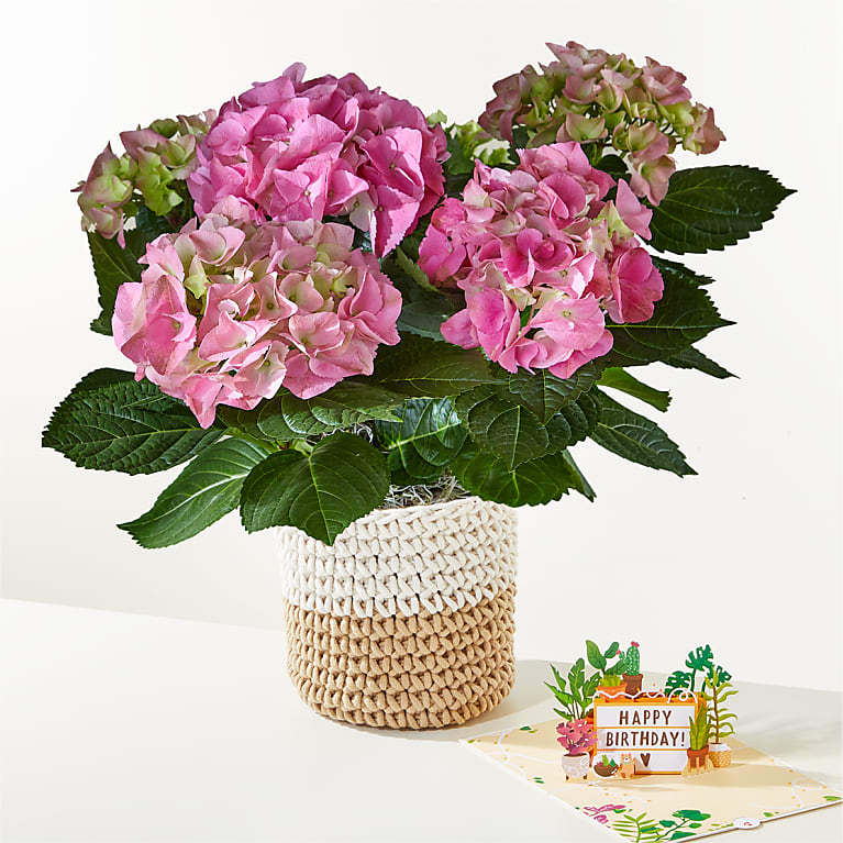 Pink Hydrangea Plant & Happy Birthday Lovepop® Pop-Up Card