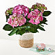 Pink Hydrangea Plant & Welcome Baby Lovepop® Pop-Up Card