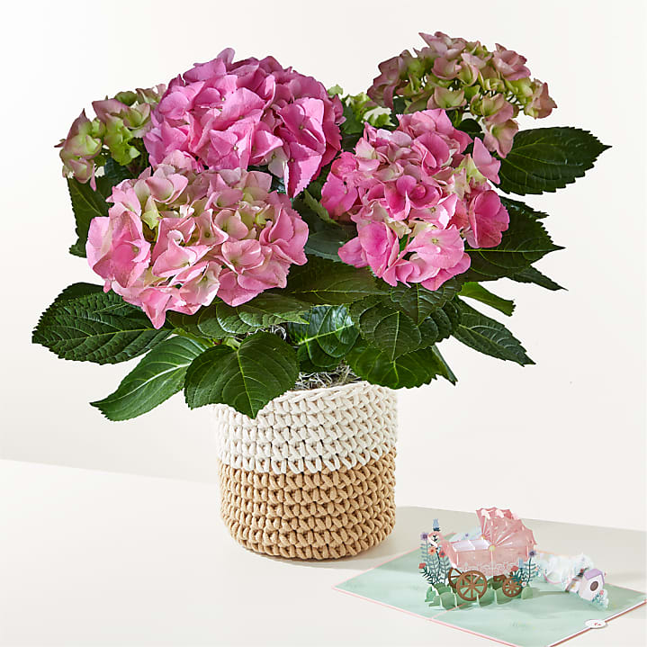 product image for Pink Hydrangea Plant & Welcome Baby Lovepop® Pop-Up Card