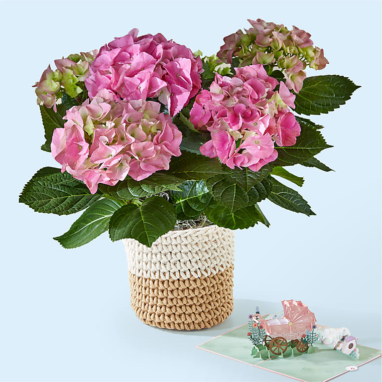 Pink Hydrangea Plant & Welcome Baby Lovepop® Pop-Up Card