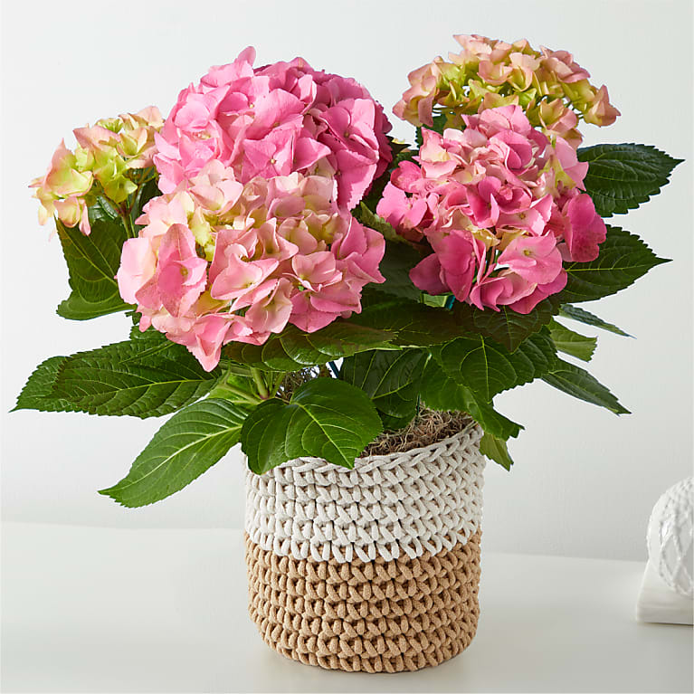 Pink Hydrangea Plant