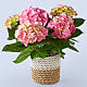 Pink Hydrangea Plant