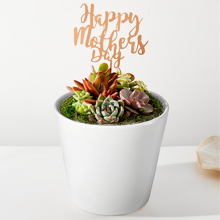 Happy Mother's Day Succulent Garden