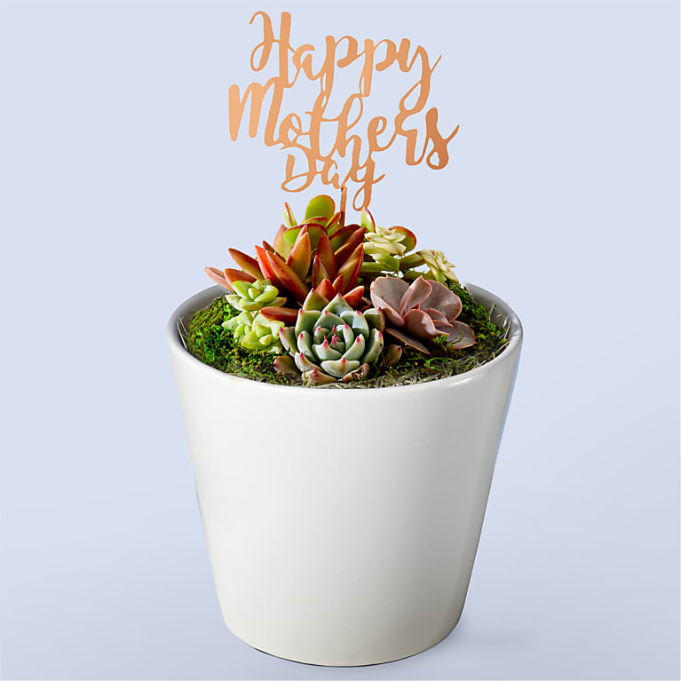 Happy Mother's Day Succulent Garden