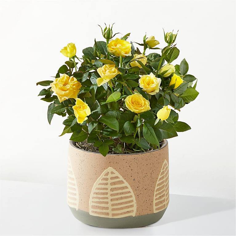 Yellow Mini Rose in Maple Leaf Pot