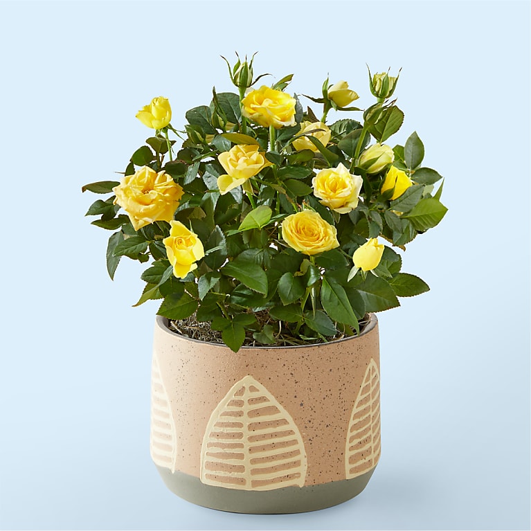 Yellow Mini Rose in Maple Leaf Pot