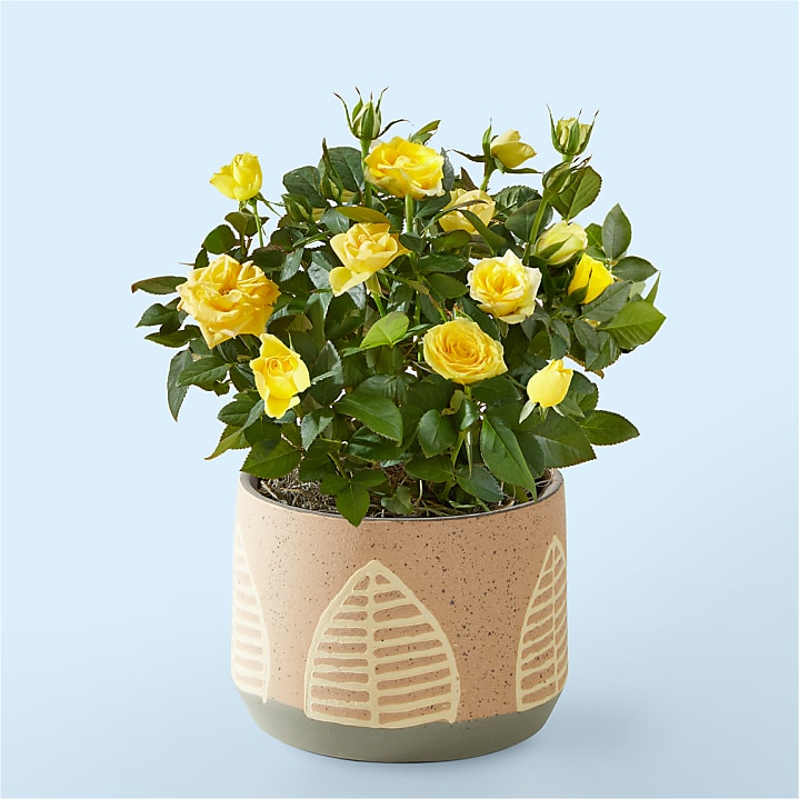 product image for Yellow Mini Rose in Maple Leaf Pot