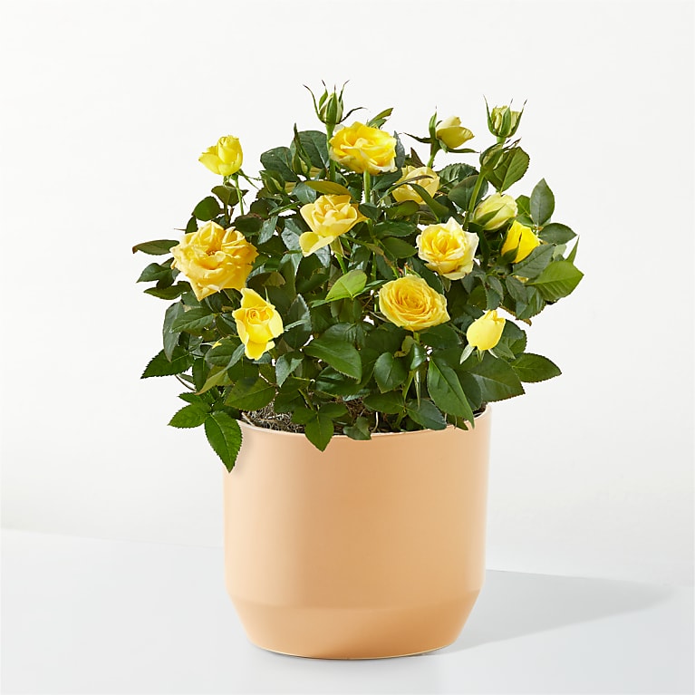 Yellow Mini Rose Plant