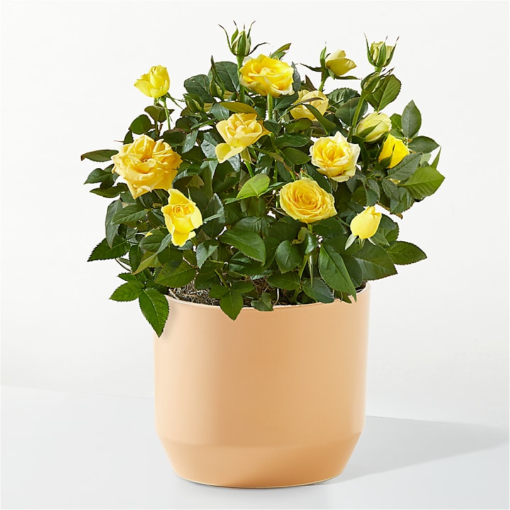 Yellow Mini Rose Plant