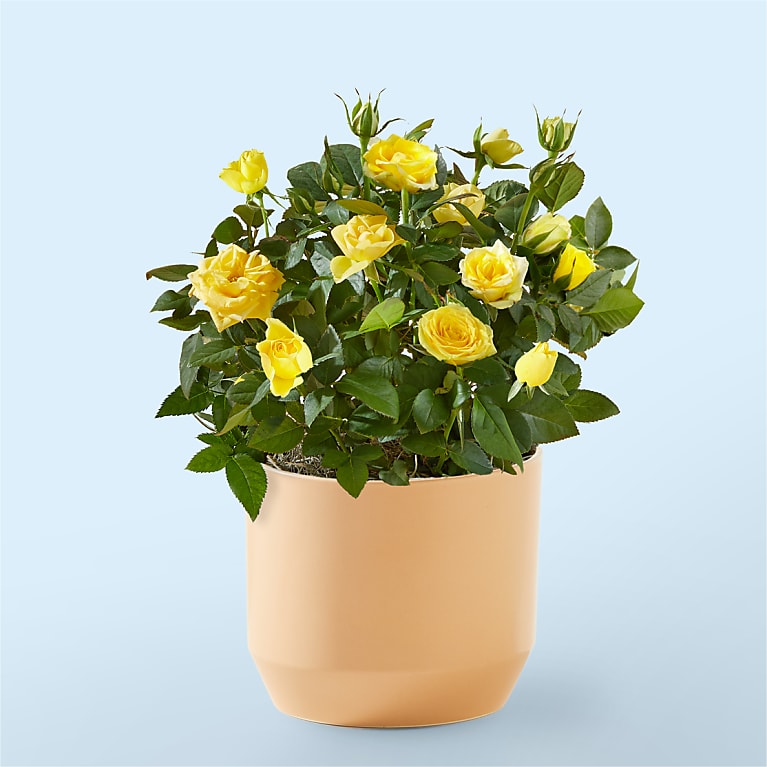 Yellow Mini Rose Plant