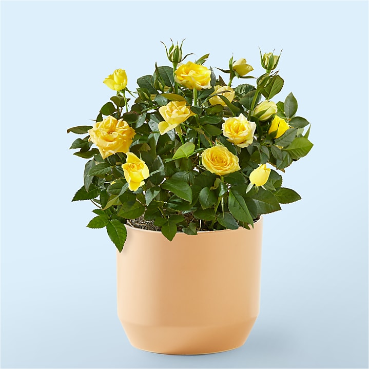 product image for Yellow Mini Rose Plant