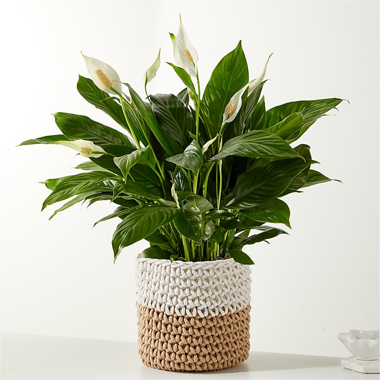 Peace Lily Plant