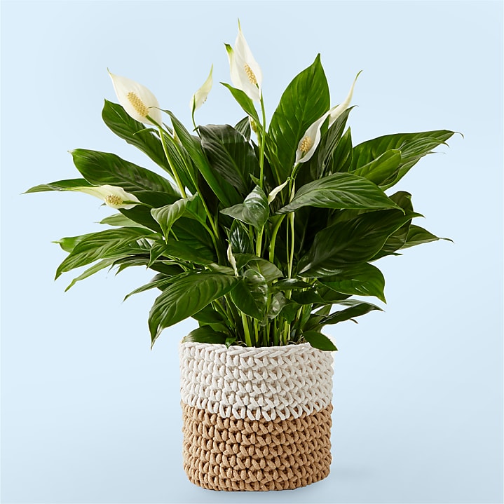 product image for Peace Lily Plant