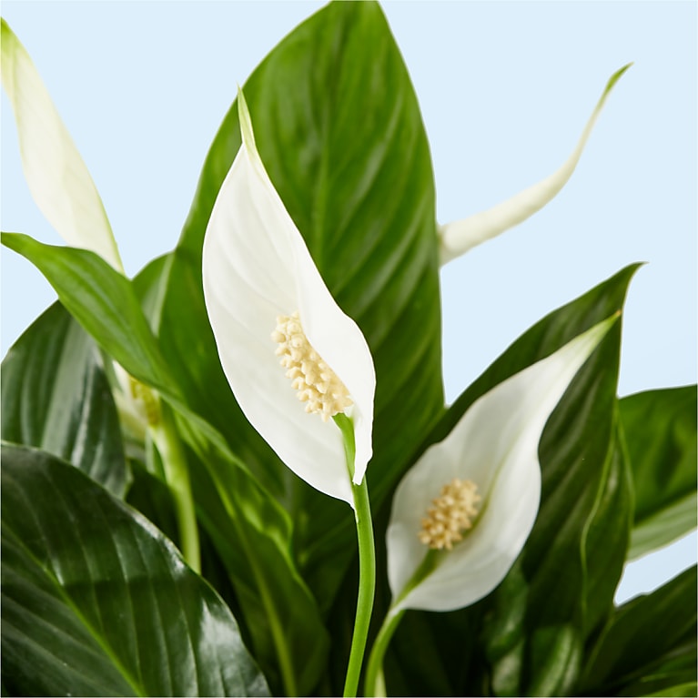 Peace Lily Plant