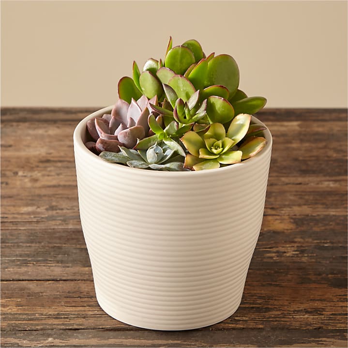 product image for Succulent Garden