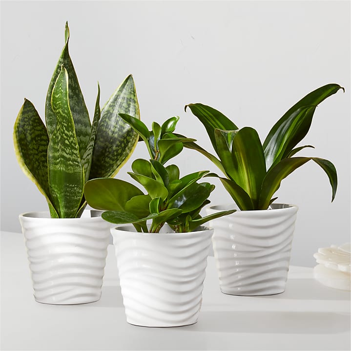 Desktop Decorative Plant, Plant Arrangements
