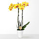 Baby in Bloom Yellow Orchid