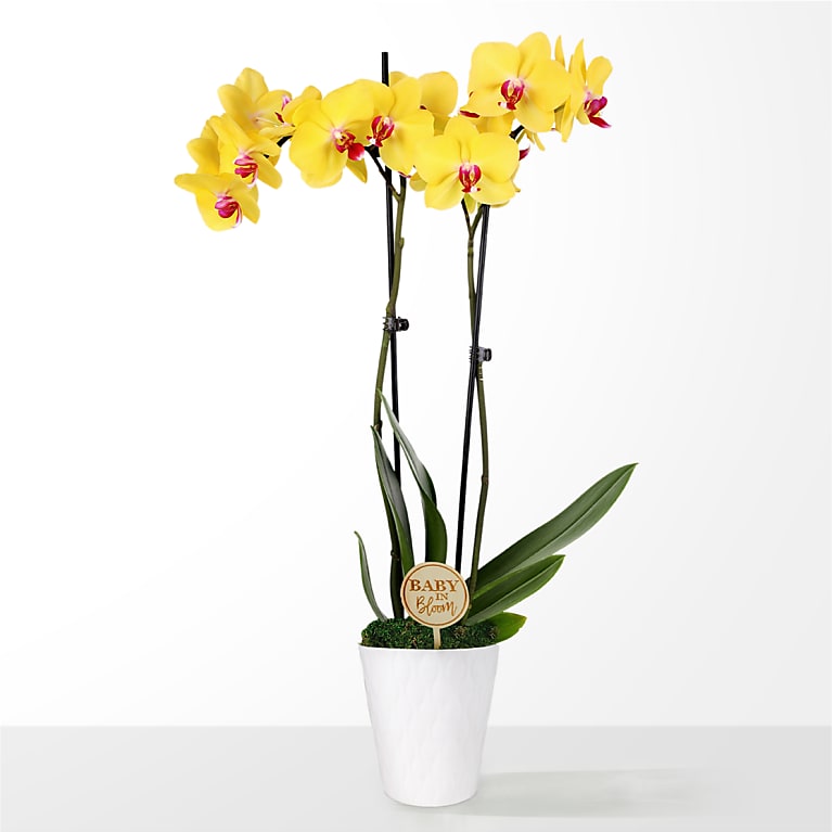 Baby in Bloom Yellow Orchid