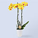Baby in Bloom Yellow Orchid