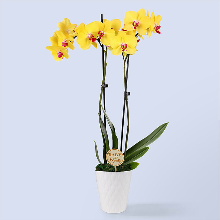 product image for Baby in Bloom Yellow Orchid