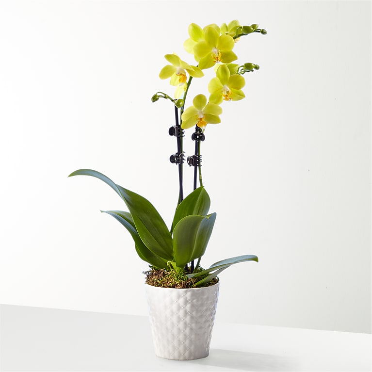 Petite Yellow Orchid