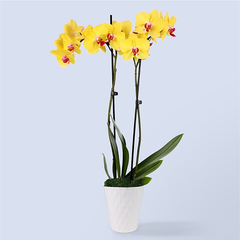 Petite Yellow Orchid