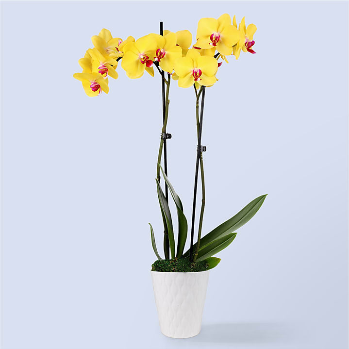 product image for Petite Yellow Orchid